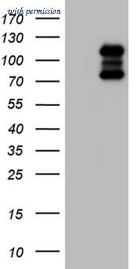 OriGene TA805008AM image 1