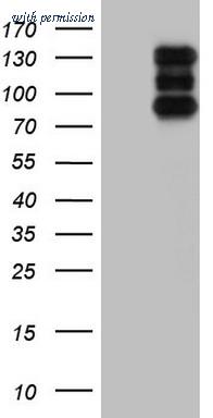 OriGene TA805010BM image 1