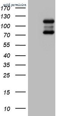 OriGene TA805011AM image 1