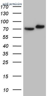 OriGene TA805076AM image 1