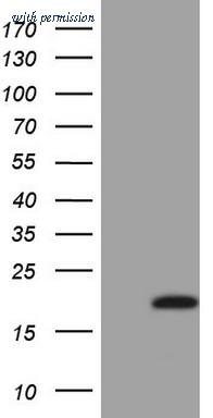 OriGene TA805094AM image 1