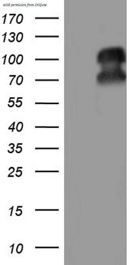OriGene TA805107AM image 1