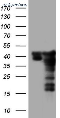 OriGene TA805143BM image 1