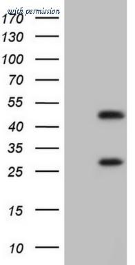 OriGene TA805146BM image 1