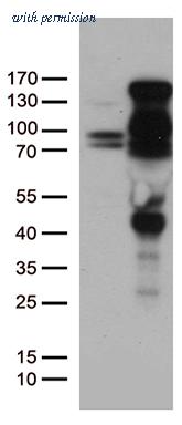 OriGene TA805174AM image 1