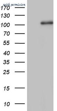 OriGene TA805182AM image 1