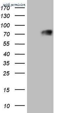 OriGene TA805188AM image 1