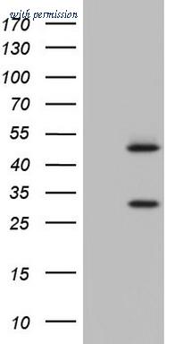 OriGene TA805204AM image 1