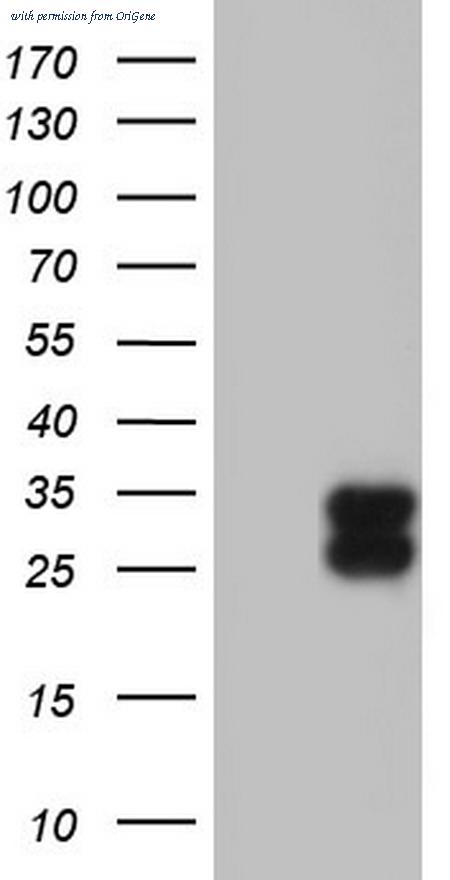 OriGene TA805209AM image 1