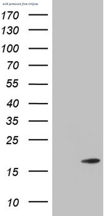 OriGene TA805212BM image 1