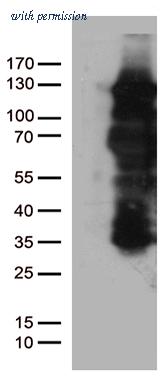 OriGene TA805294AM image 1