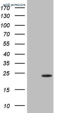 OriGene TA805300BM image 1