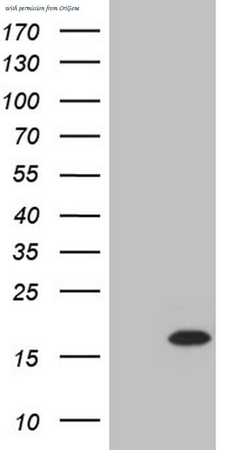 OriGene TA805301AM image 1