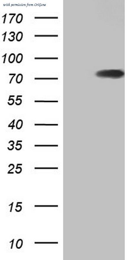 OriGene TA805445AM image 1