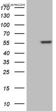 OriGene TA805491AM image 1
