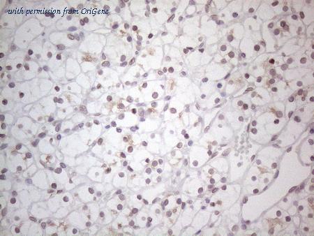 OriGene TA805536BM image 1