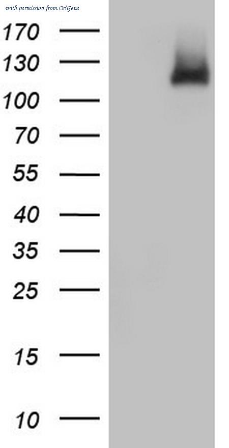 OriGene TA805621AM image 1