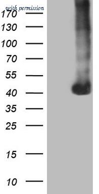 OriGene TA805637AM image 1