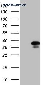 OriGene TA805788AM image 1