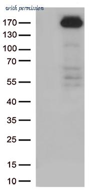 OriGene TA805940AM image 1