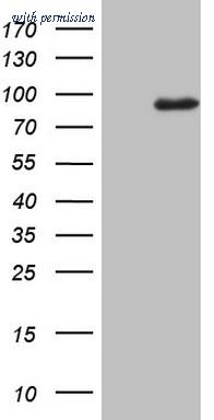 OriGene TA805954AM image 1