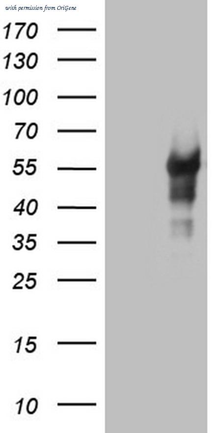 OriGene TA805963BM image 1
