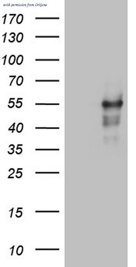 OriGene TA805964BM image 1
