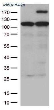 OriGene TA805988AM image 1
