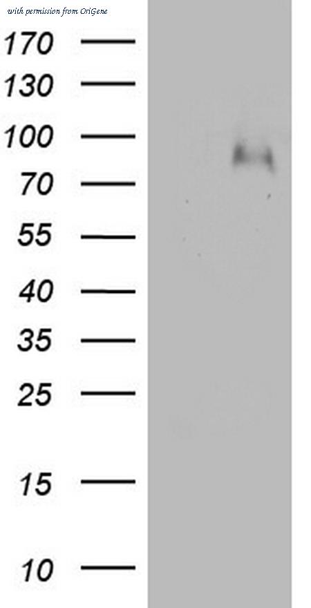 OriGene TA805990AM image 1