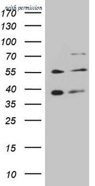 OriGene TA806069BM image 1