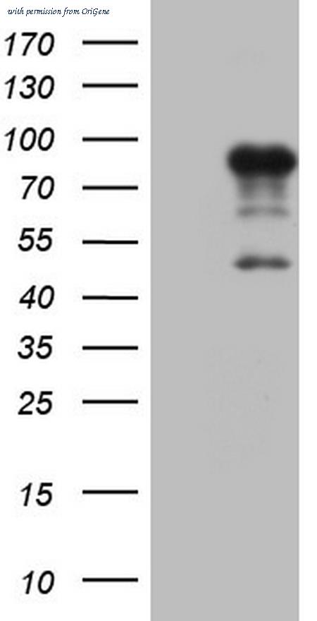 OriGene TA806143BM image 1