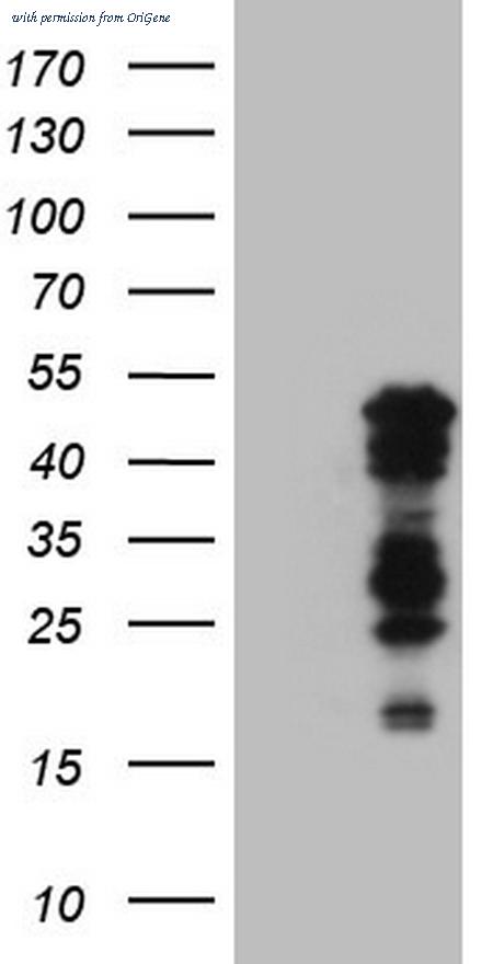 OriGene TA806146BM image 1
