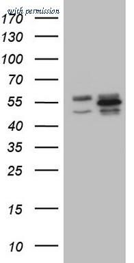 OriGene TA806164AM image 1