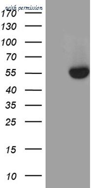 OriGene TA806209BM image 1