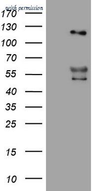 OriGene TA806213AM image 1