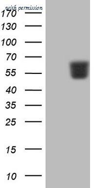 OriGene TA806242AM image 1