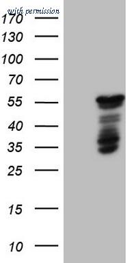 OriGene TA806439AM image 1
