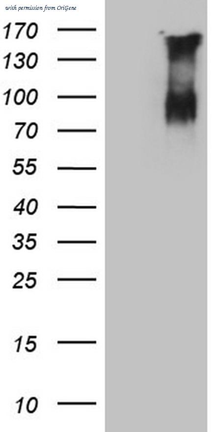 OriGene TA806464BM image 1
