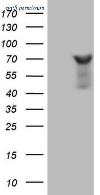 OriGene TA806529AM image 1