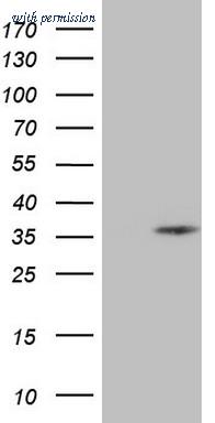 OriGene TA806562AM image 1
