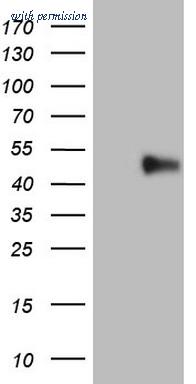 OriGene TA806575AM image 1