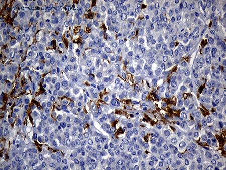 OriGene TA806725BM image 1