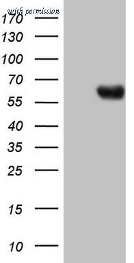 OriGene TA806740BM image 1