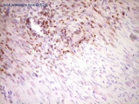 OriGene TA806750BM image 1