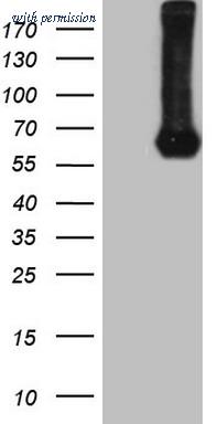 OriGene TA806764AM image 1