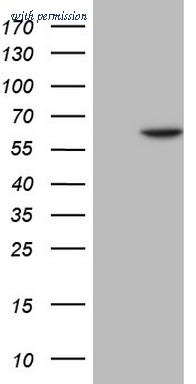 OriGene TA806766BM image 1