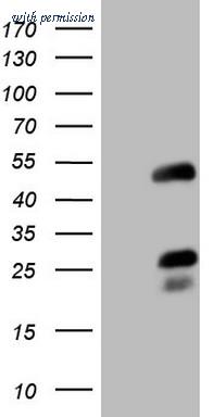 OriGene TA806769AM image 1
