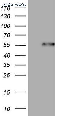 OriGene TA806771BM image 1