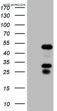 OriGene TA806787BM image 1