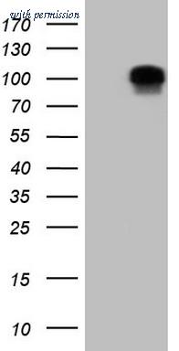 OriGene TA806788AM image 1